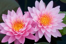 Pink Lotus Attar